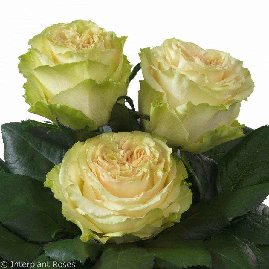 Ecuador Dynamic Cream Singapore Fresh Rose Wholesale Wedding Gifts Premium