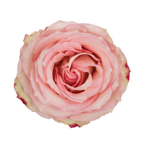 Ecuador Esperance Pink Singapore Fresh Rose Wholesale Wedding Gifts Premium