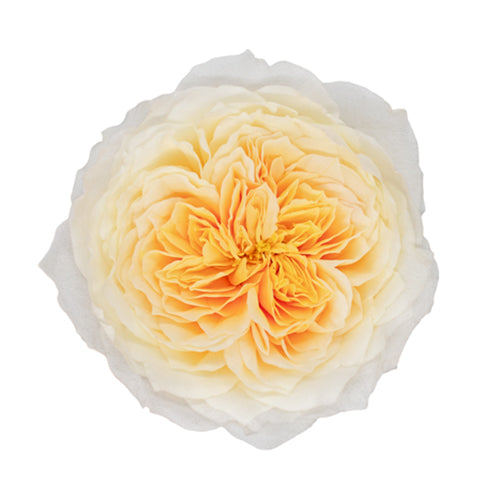 Ecuador David Austin Effie Garden Yellow Cream Scented Singapore Fresh Rose Wholesale Wedding Gifts Premium
