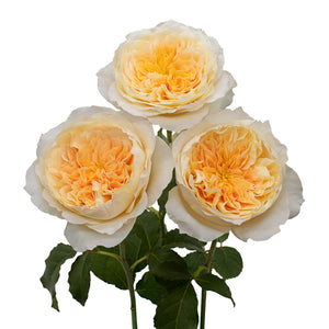 Kenya David Austin Effie Garden Yellow Cream Scented Singapore Fresh Rose Wholesale Wedding Gifts Premium