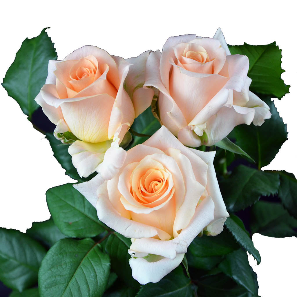 Kenya Efi Orange White Singapore Fresh Rose Wholesale Wedding Gifts Premium