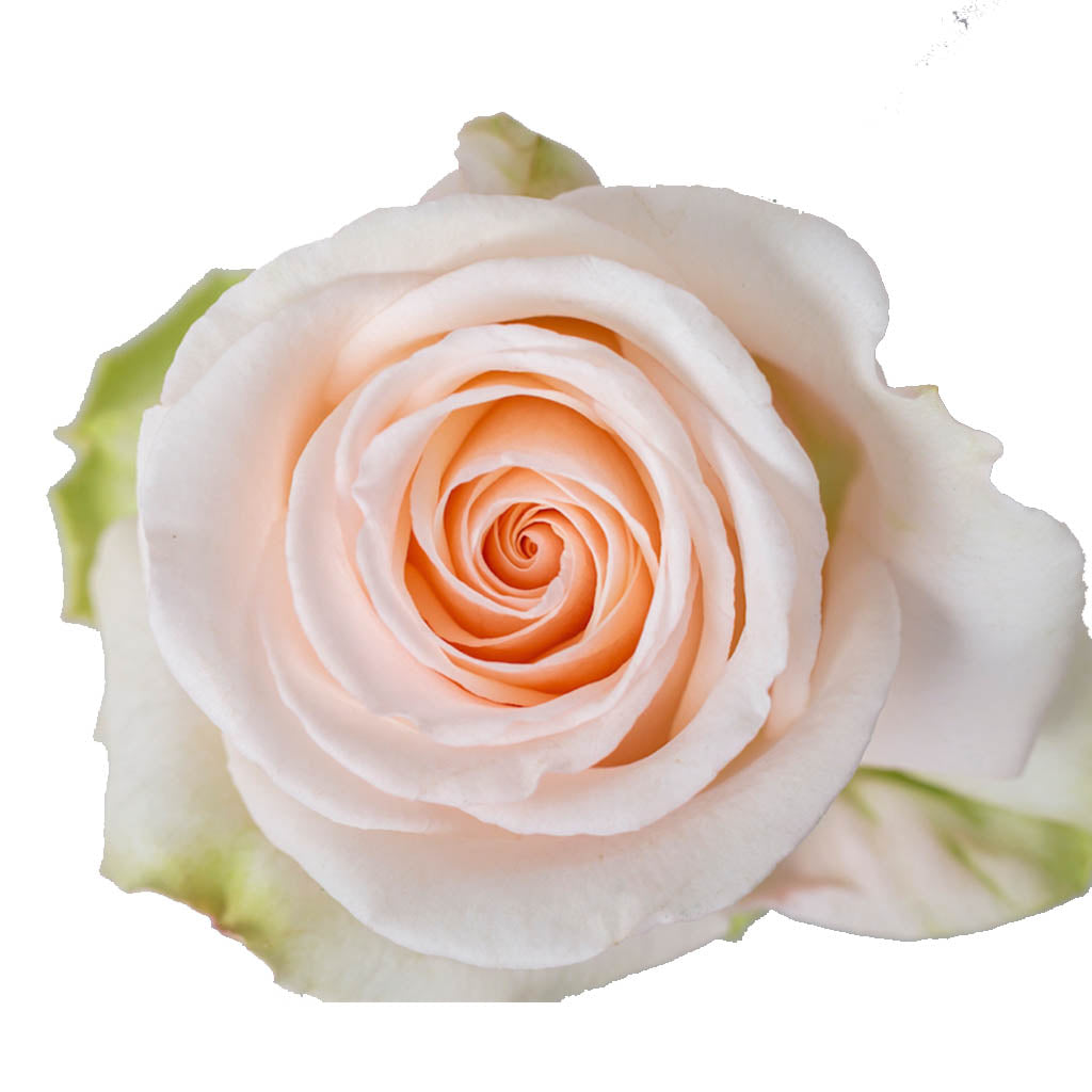 Ecuador Emely Peach Singapore Fresh Rose Wholesale Wedding Gifts Premium