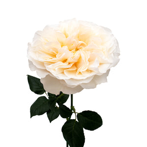 Kenya David Austin Eugenie Garden White Cream Scented Singapore Fresh Rose Wholesale Wedding Gifts Premium