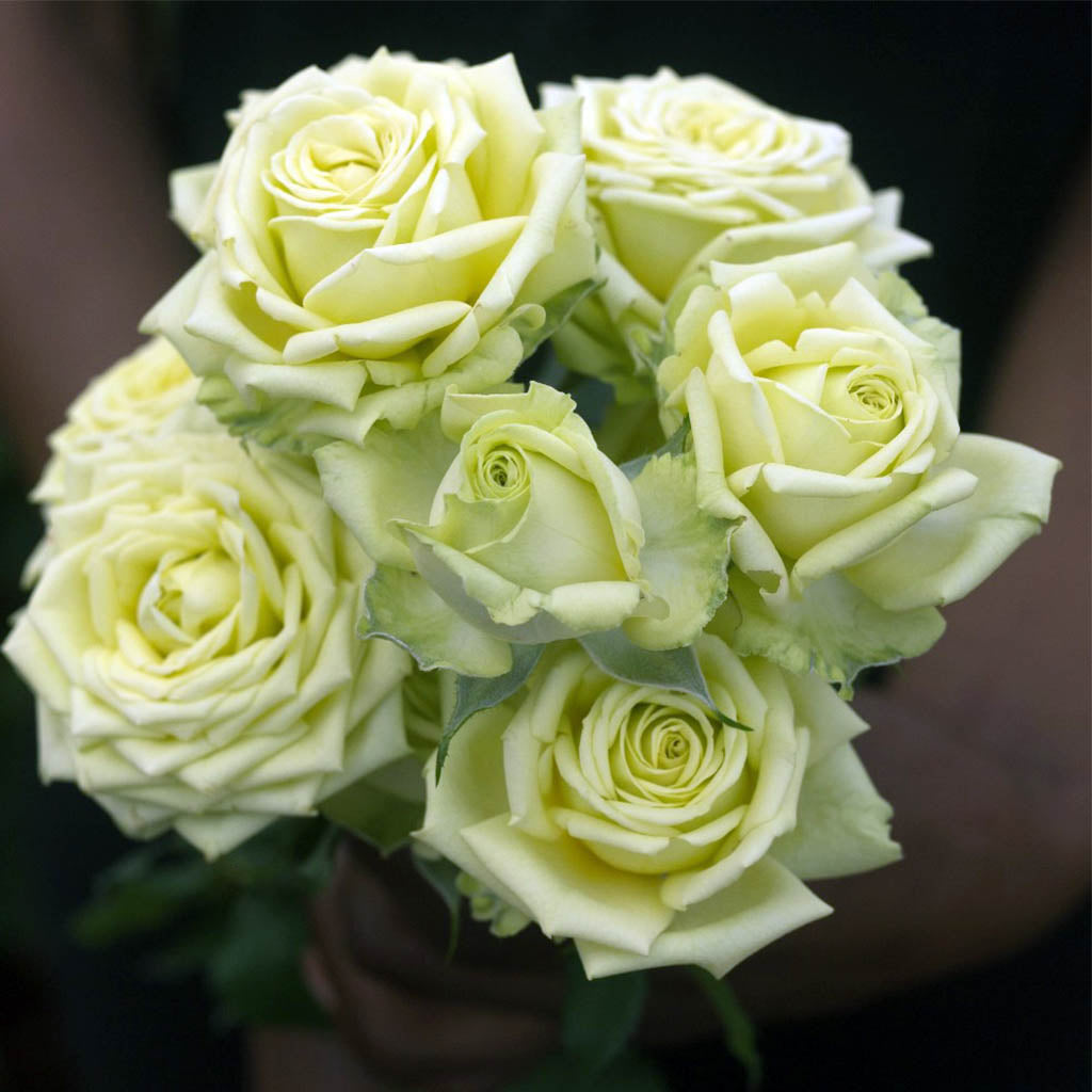 Spray Kenya Ever Green Singapore Fresh Rose Wholesale Wedding Gifts Premium