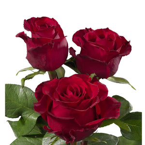 Kenya Ever Red Singapore Fresh Rose Wholesale Wedding Gifts Premium