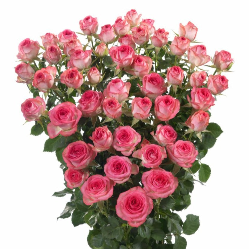 Spray Kenya Fabiola Garden Cerise White Singapore Fresh Rose Wholesale Wedding Gifts Premium