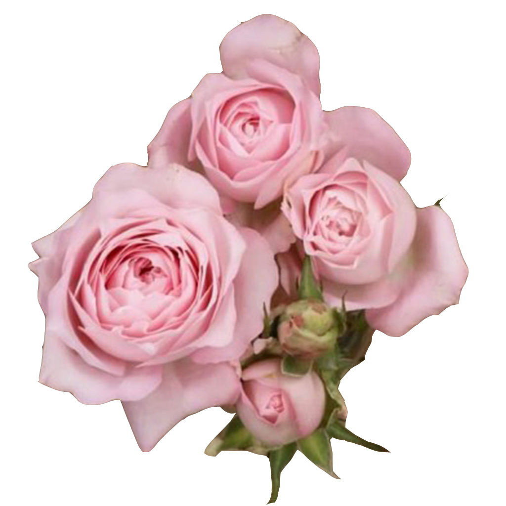 Spray Kenya Princess Kiss Pink Garden Singapore Fresh Rose Wholesale Wedding Gifts Premium 