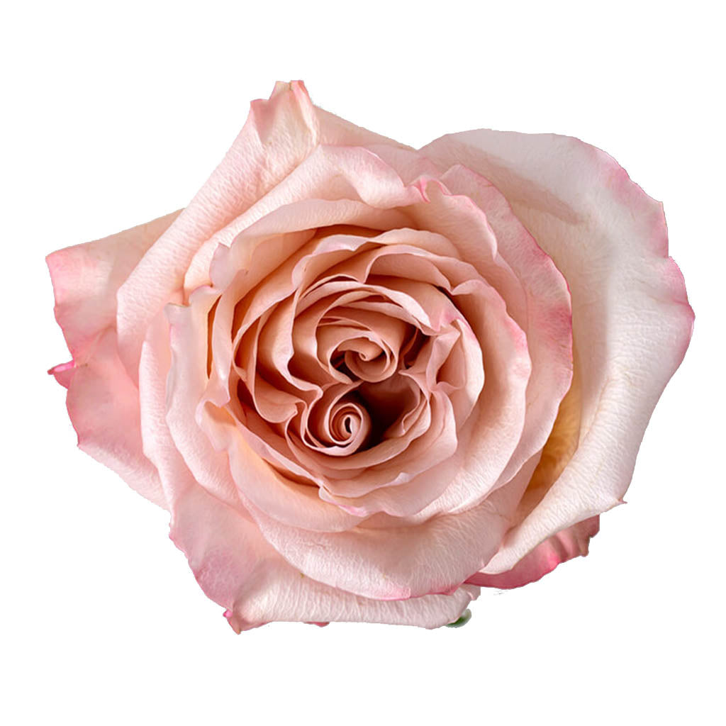 Ecuador Fascination Garden Pink Peach Singapore Fresh Rose Wholesale Wedding Gifts Premium