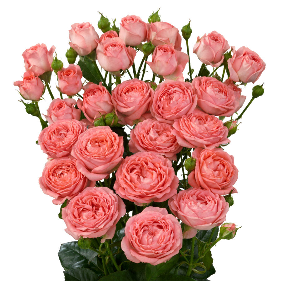 Spray Kenya Femke Flow Garden Cerise Singapore Fresh Rose Wholesale Wedding Gifts Premium