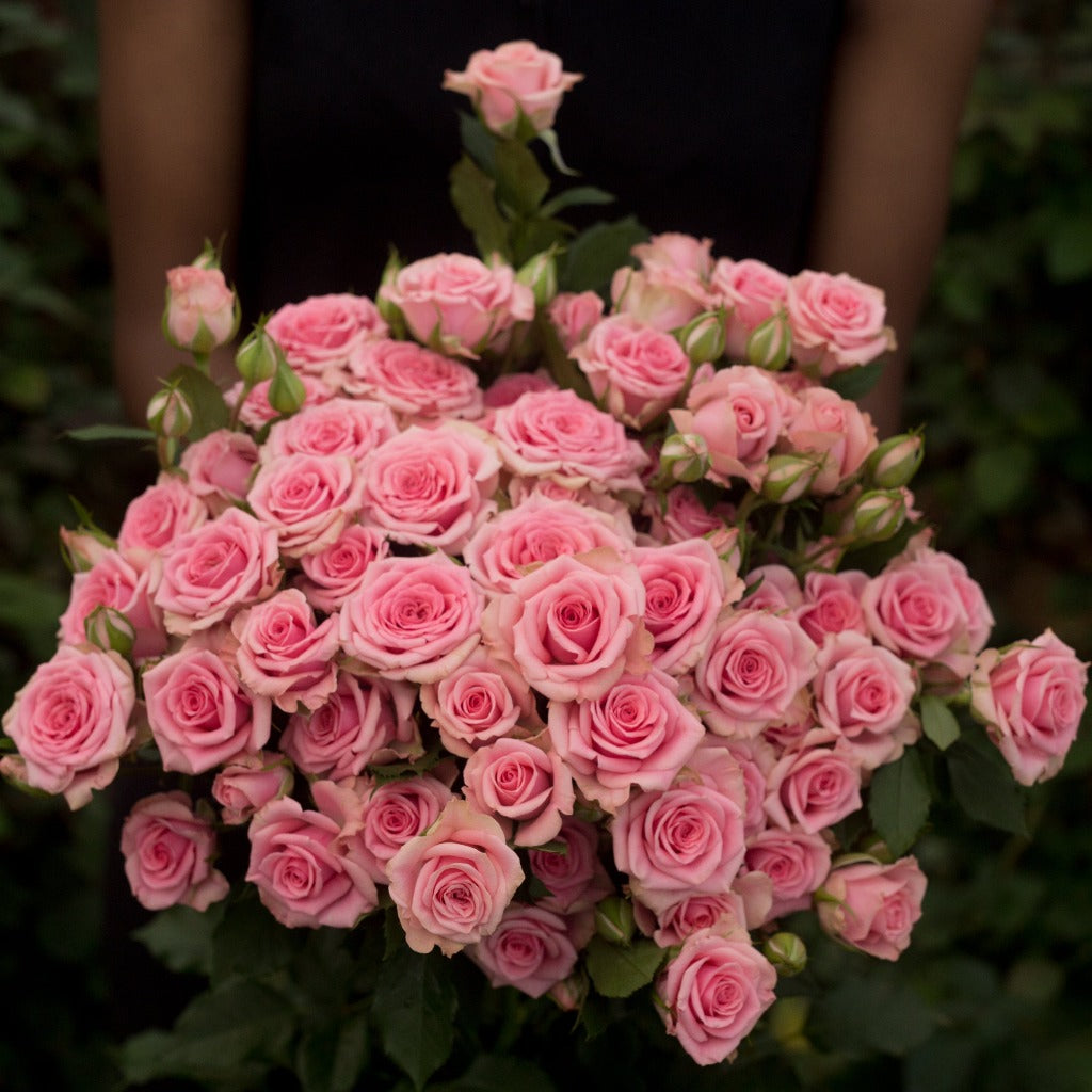 Spray Kenya Flavia Pink Singapore Fresh Rose Wholesale Wedding Gifts Premium
