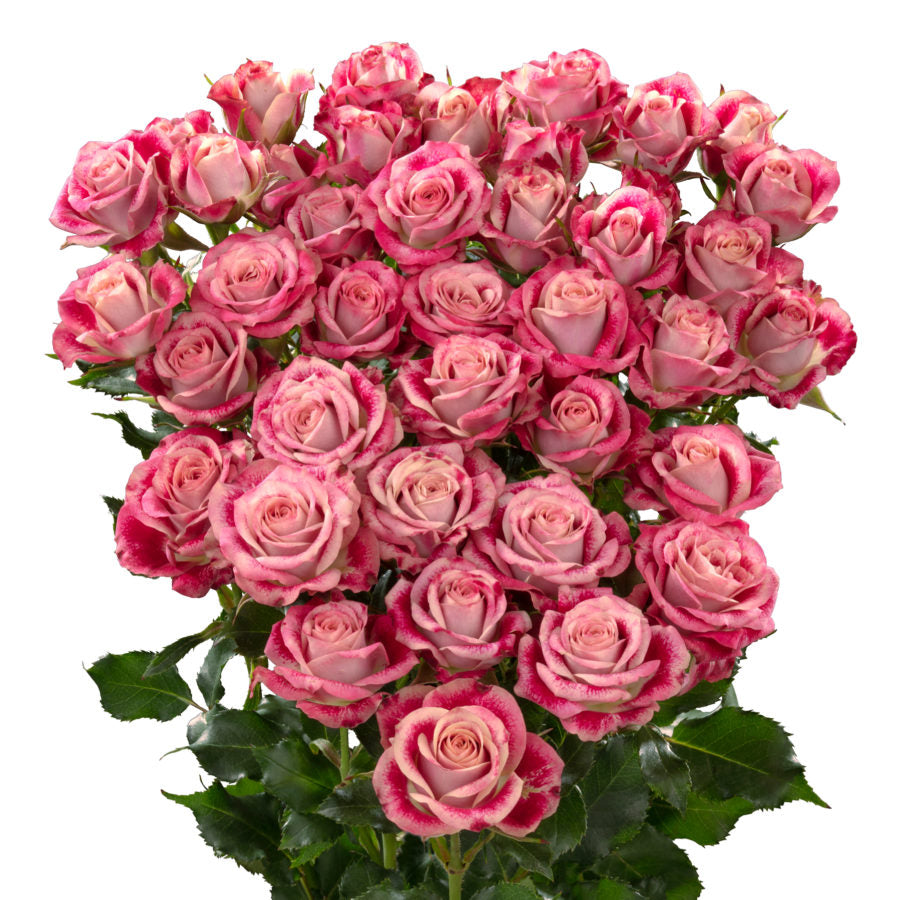 Spray Kenya Flinder's Lane Pink White Red Singapore Fresh Rose Wholesale Wedding Gifts Premium
