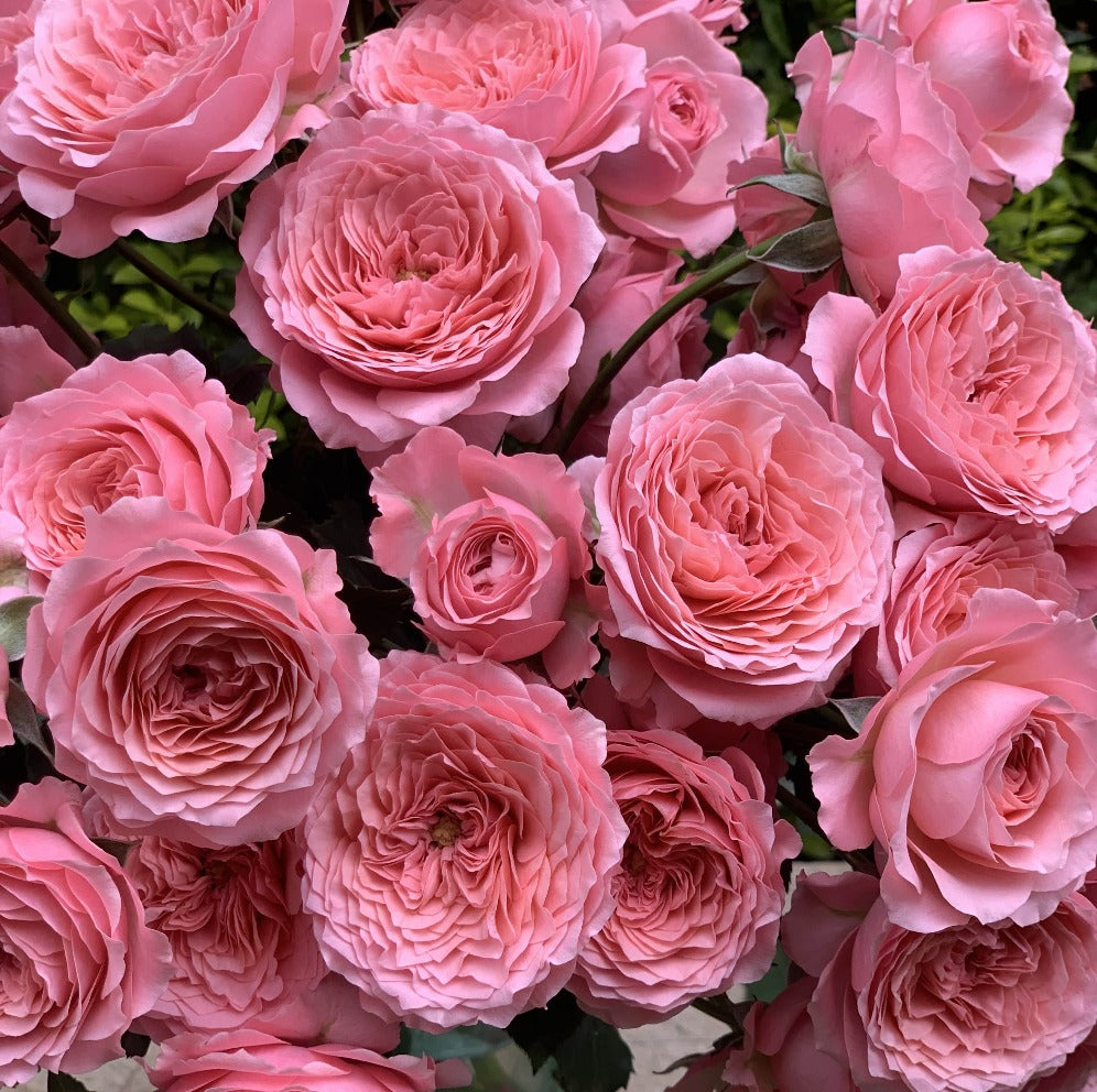 Spray Kenya Frivolity Garden Pink Singapore Fresh Rose Wholesale Wedding Gifts Premium