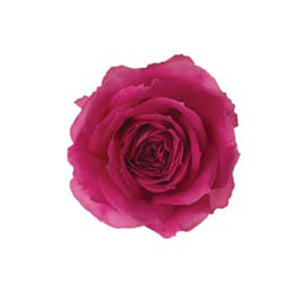 Spray Kenya Fuchsia Lace Garden Cerise Singapore Fresh Rose Wholesale Wedding Gifts Premium