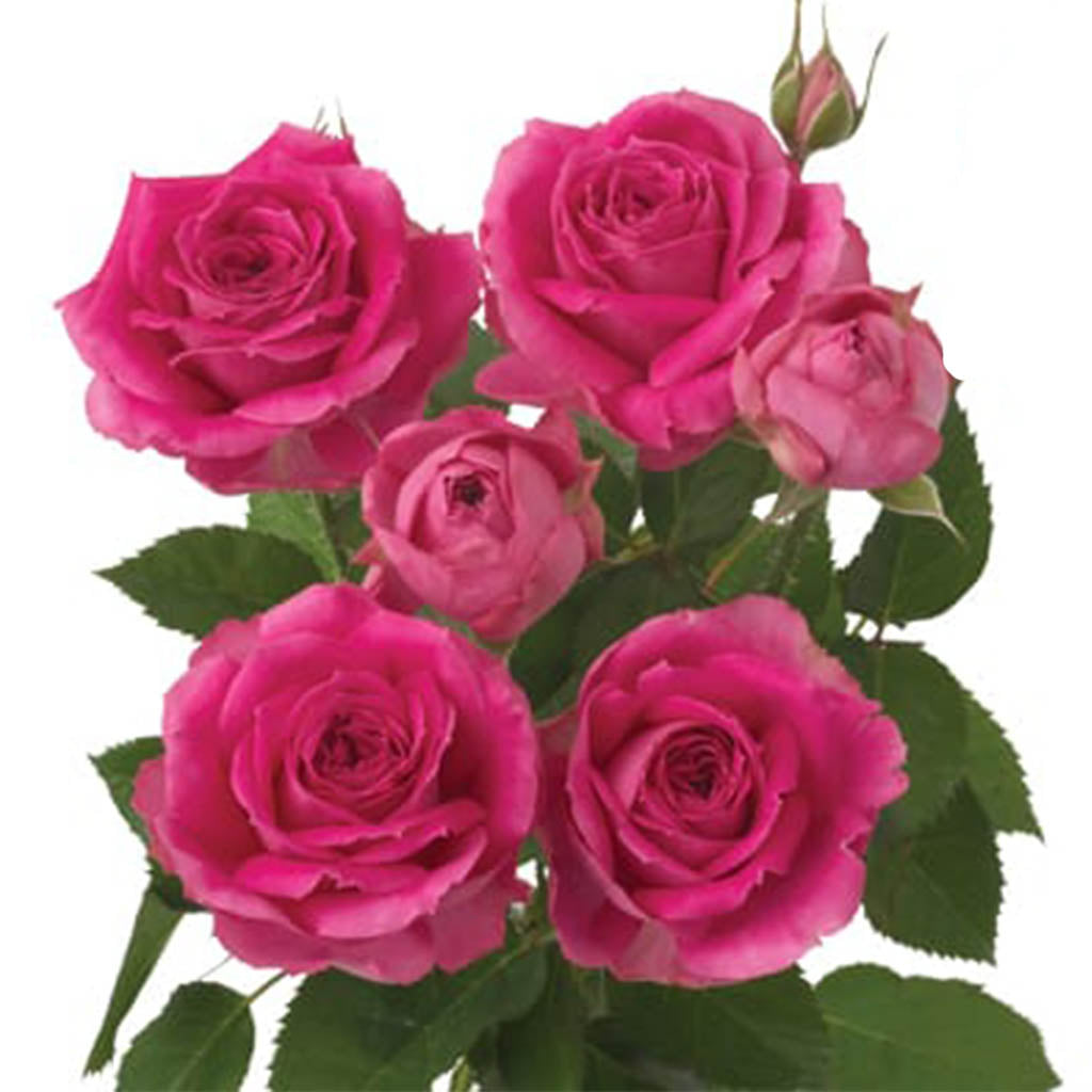 Spray Kenya Fuchsia Lace Garden Cerise Singapore Fresh Rose Wholesale Wedding Gifts Premium