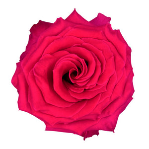 Ecuador Full Monty Cerise Singapore Fresh Rose Wholesale Wedding Gifts Premium