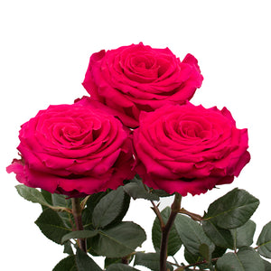 Ecuador Full Monty Cerise Singapore Fresh Rose Wholesale Wedding Gifts Premium