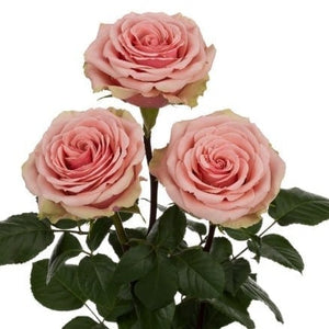 Ecuador Geraldine Pink Singapore Fresh Rose Wholesale Wedding Gifts Premium