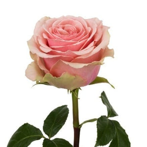 Ecuador Geraldine Pink Singapore Fresh Rose Wholesale Wedding Gifts Premium