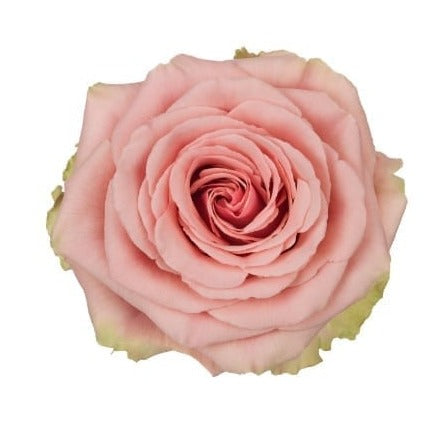 Ecuador Geraldine Pink Singapore Fresh Rose Wholesale Wedding Gifts Premium