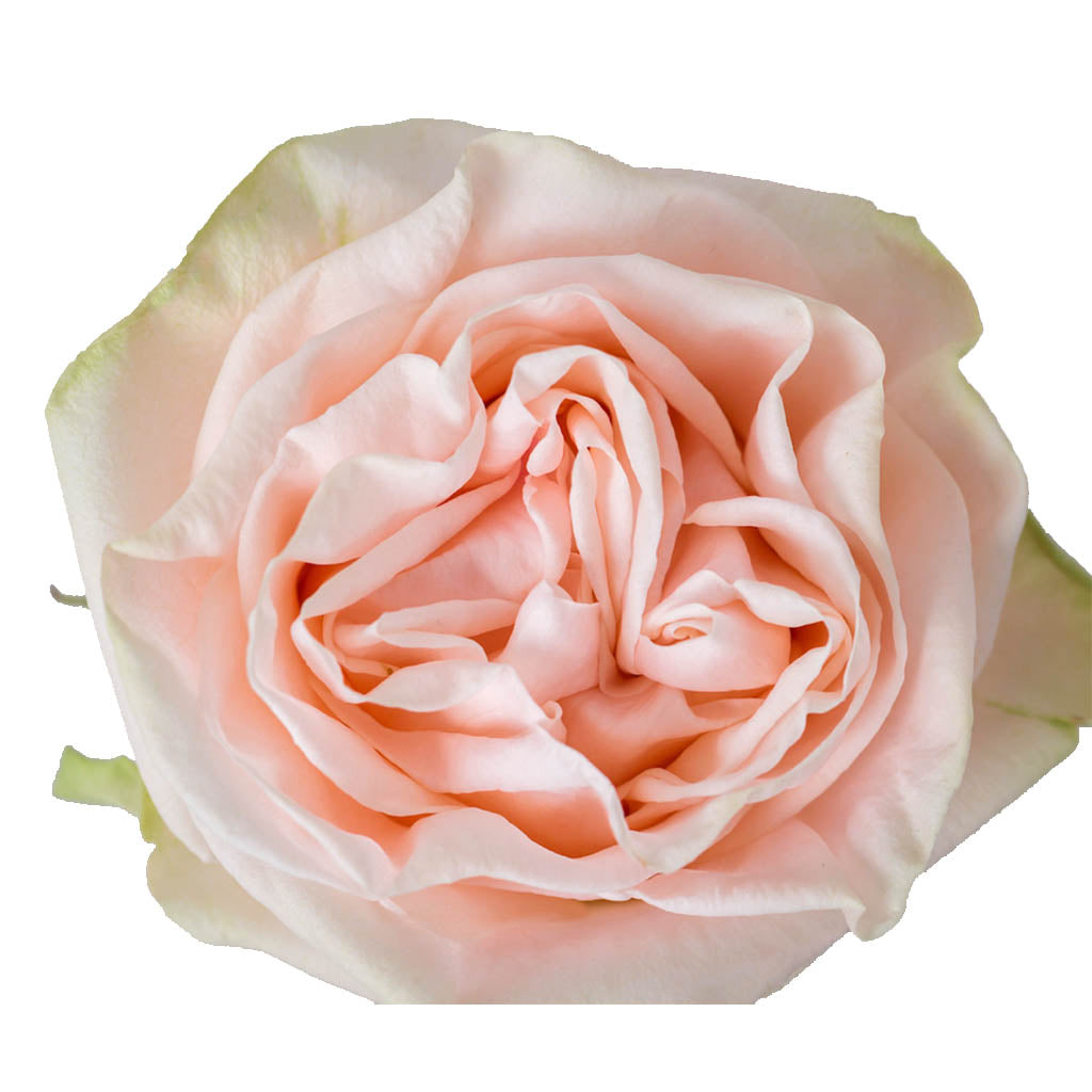 Ecuador Garden Spirit Peach Singapore Fresh Rose Wholesale Wedding Gifts Premium