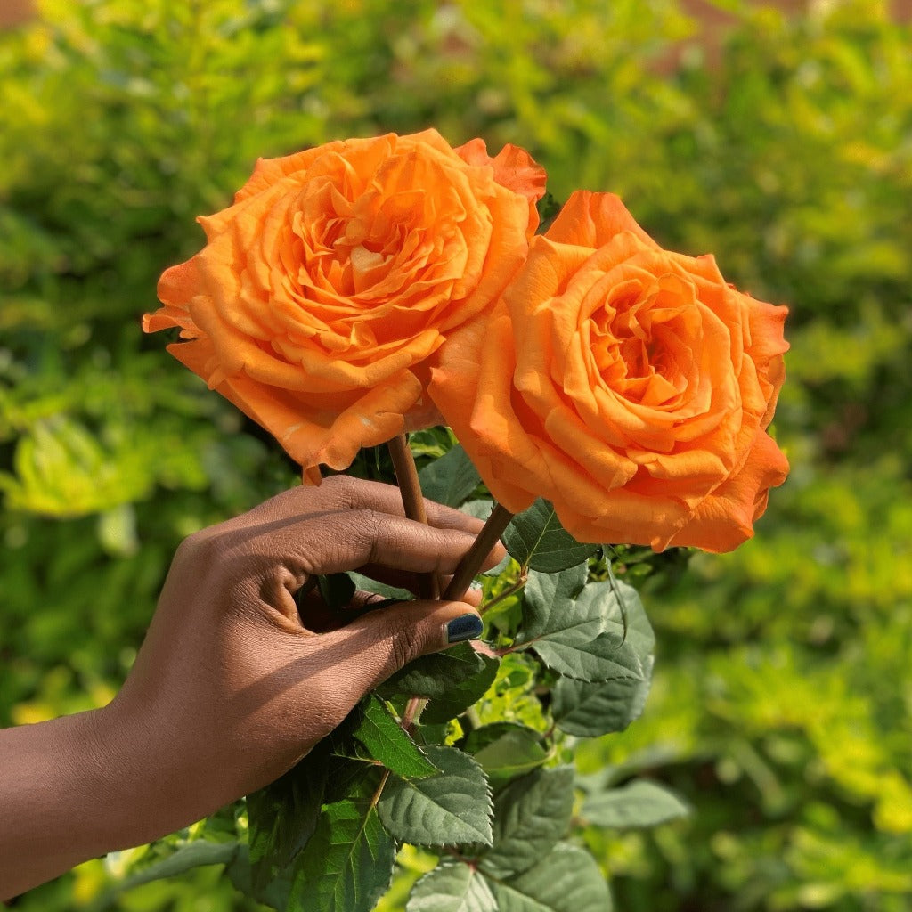 Kenya Garden Malaga Orange Singapore Fresh Rose Wholesale Wedding Gifts Premium