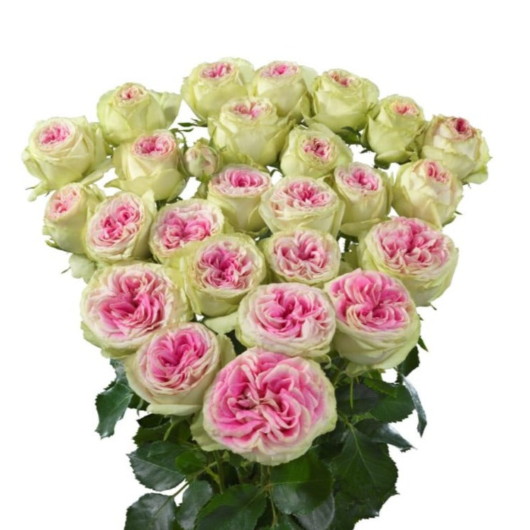 Spray Kenya Gelatto Garden Cerise Green Singapore Fresh Rose Wholesale Wedding Gifts Premium