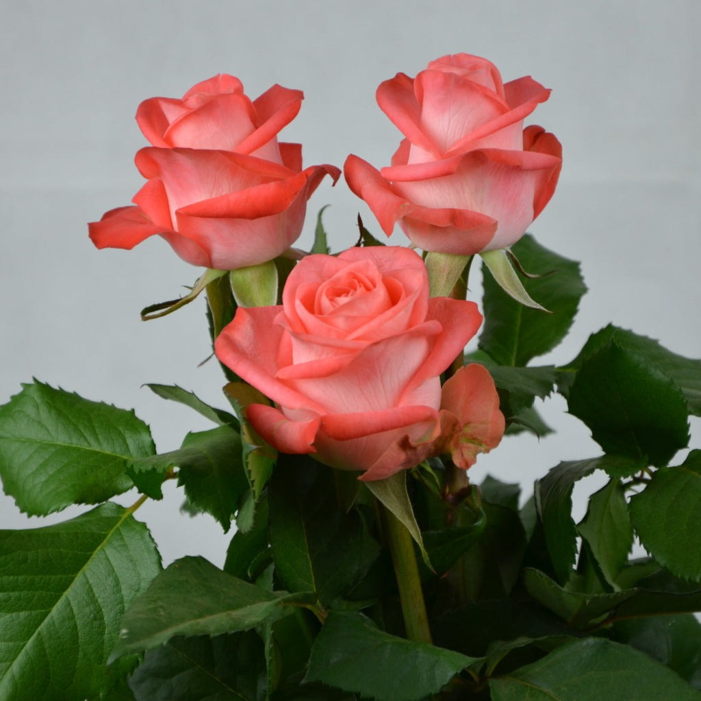 Kenya Giardina Cerise White Singapore Fresh Rose Wholesale Wedding Gifts Premium
