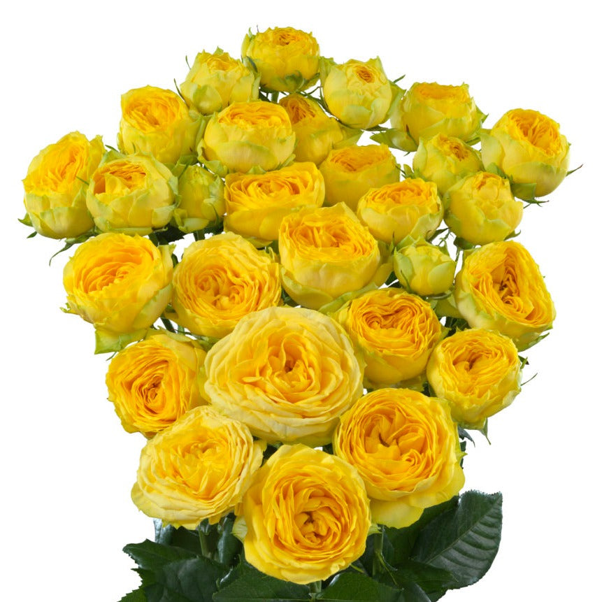 Spray Kenya Golden Trendsetter Garden Yellow Singapore Fresh Rose Wholesale Wedding Gifts Premium 