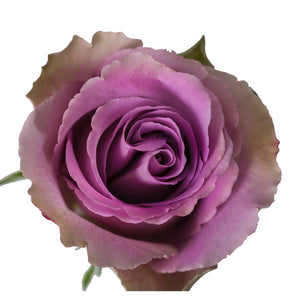 Ecuador Grey Knights Purple Singapore Fresh Rose Wholesale Wedding Gifts Premium