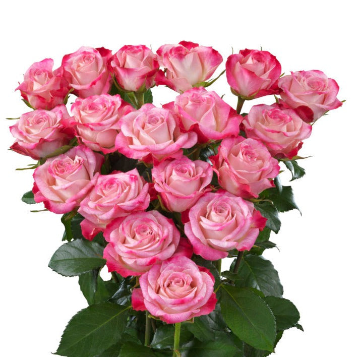 Spray Kenya Happy Chappy Pink White Singapore Fresh Rose Wholesale Wedding Gifts Premium 