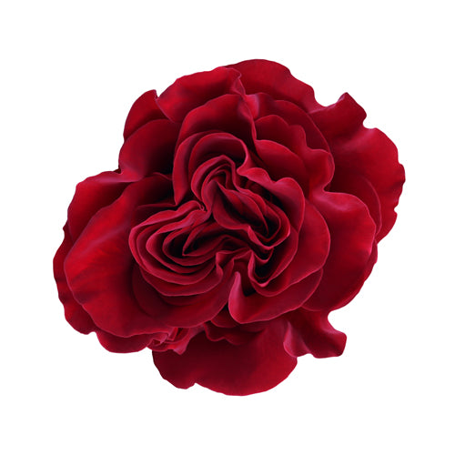 Kenya Hearts Wanted Red Garden Singapore Fresh Rose Wholesale Wedding Gifts Premium