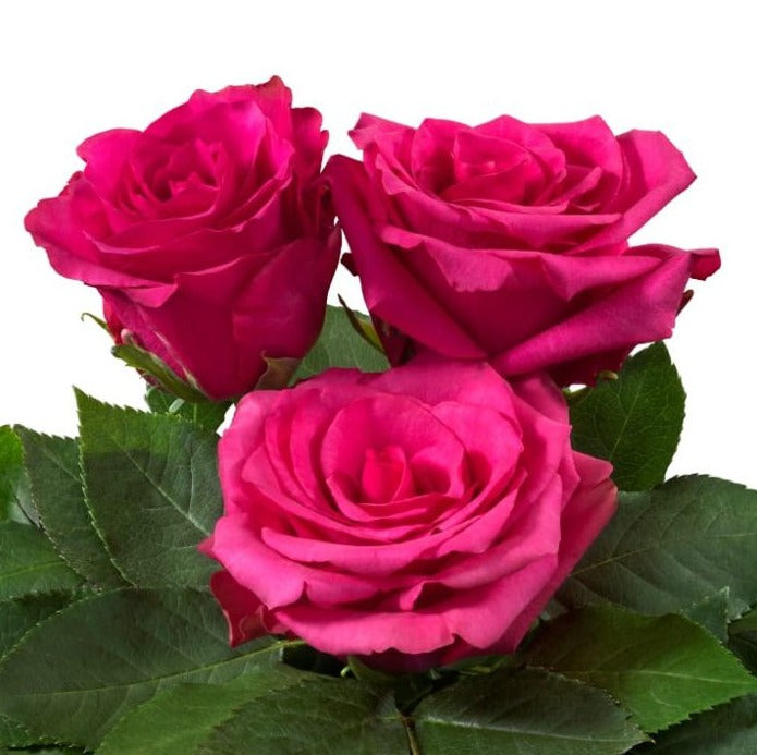 Ecuador Hot Explorer Cerise Singapore Fresh Rose Wholesale Wedding Gifts Premium