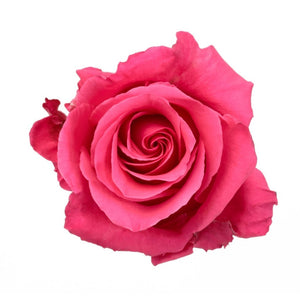 Ecuador Hot Shot Cerise Singapore Fresh Rose Wholesale Wedding Gifts Premium
