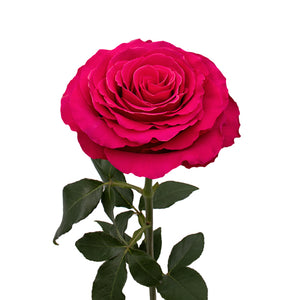 Ecuador Hot Spot Cerise Singapore Fresh Rose Wholesale Wedding Gifts Premium