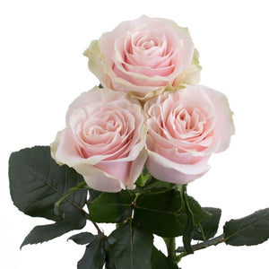 Ecuador Pink Mondial Singapore Fresh Rose Wholesale Wedding Gifts Premium