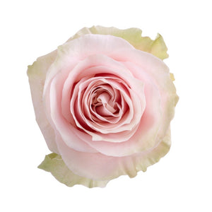 Ecuador Pink Mondial Singapore Fresh Rose Wholesale Wedding Gifts Premium