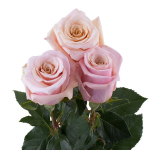 Ecuador Mother of Pearl Pink Beige Singapore Fresh Rose Wholesale Wedding Gifts Premium