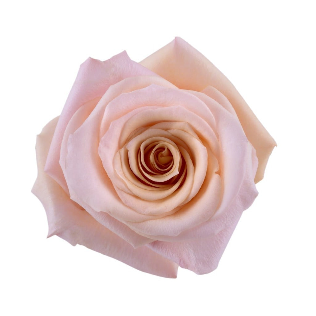 Ecuador Mother of Pearl Pink Beige Singapore Fresh Rose Wholesale Wedding Gifts Premium