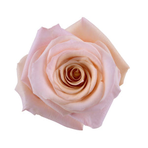 Kenya Mother of Pearl Pink Beige Singapore Fresh Rose Wholesale Wedding Gifts Premium