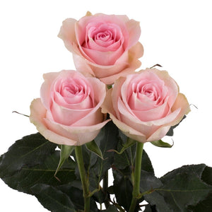 Ecuador Luciano Pink Singapore Fresh Rose Wholesale Wedding Gifts Premium