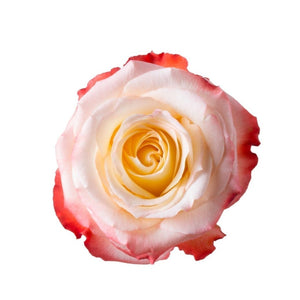 Ecuador Cabaret White Yellow Red Singapore Fresh Rose Wholesale Wedding Gifts Premium Top