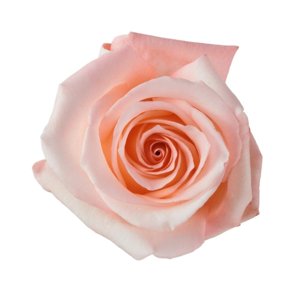 Ecuador Engagement Pink Singapore Fresh Rose Wholesale Wedding Gifts Premium