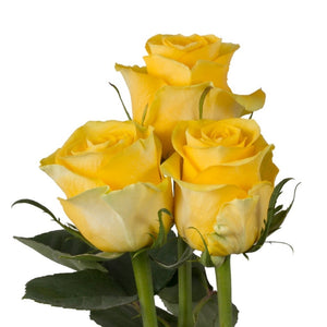 Ecuador Brighton Yellow Singapore Fresh Rose Wholesale Wedding Gifts Premium Side