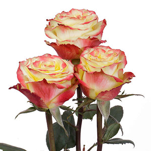 Ecuador High & Yellow Flame White Red Yellow Singapore Fresh Rose Wholesale Wedding Gifts Premium