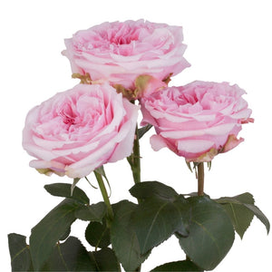 Kenya David Austin Miranda Garden Pink Cream Scented Singapore Fresh Rose Wholesale Wedding Gifts Premium