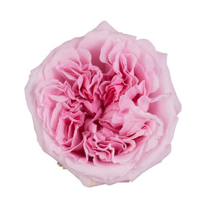 Kenya David Austin Miranda Garden Pink Cream Scented Singapore Fresh Rose Wholesale Wedding Gifts Premium