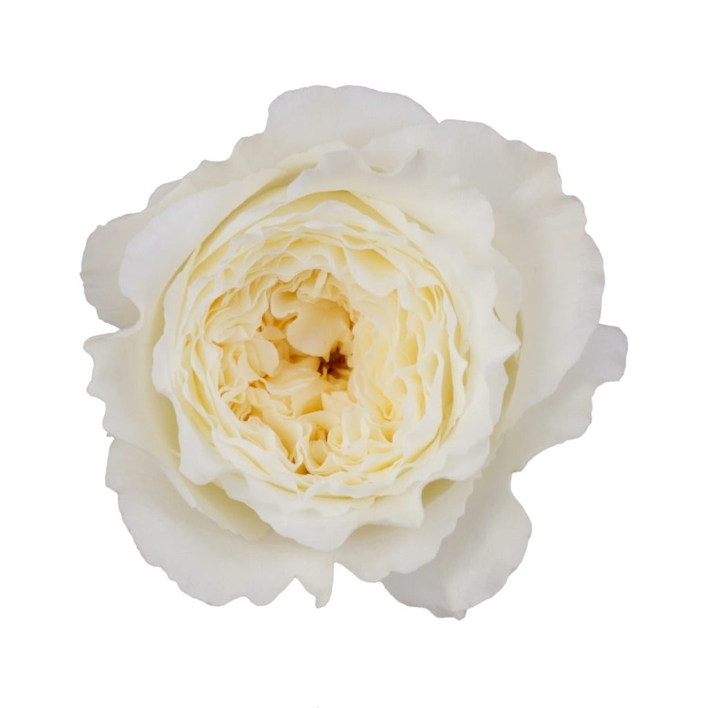 Ecuador David Austin Patience Garden White Cream Scented Singapore Fresh Rose Wholesale Wedding Gifts Premium