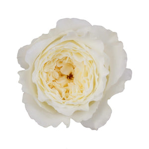Ecuador David Austin Patience Garden White Cream Scented Singapore Fresh Rose Wholesale Wedding Gifts Premium