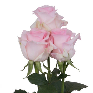 Ecuador Nena Pink Singapore Fresh Rose Wholesale Wedding Gifts Premium