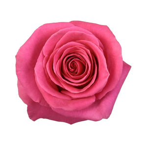 Ecuador Pink Floyd Scented Cerise Singapore Fresh Rose Wholesale Wedding Gifts Premium